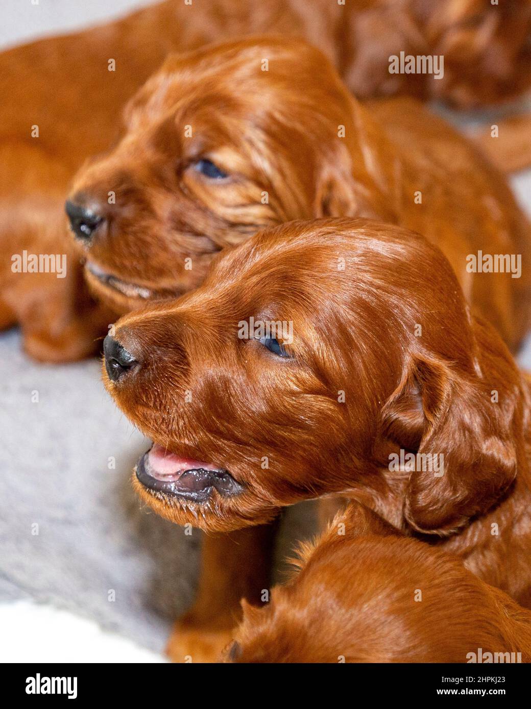 Two week old Irish Setter puppies in whelping box. Stock Photo