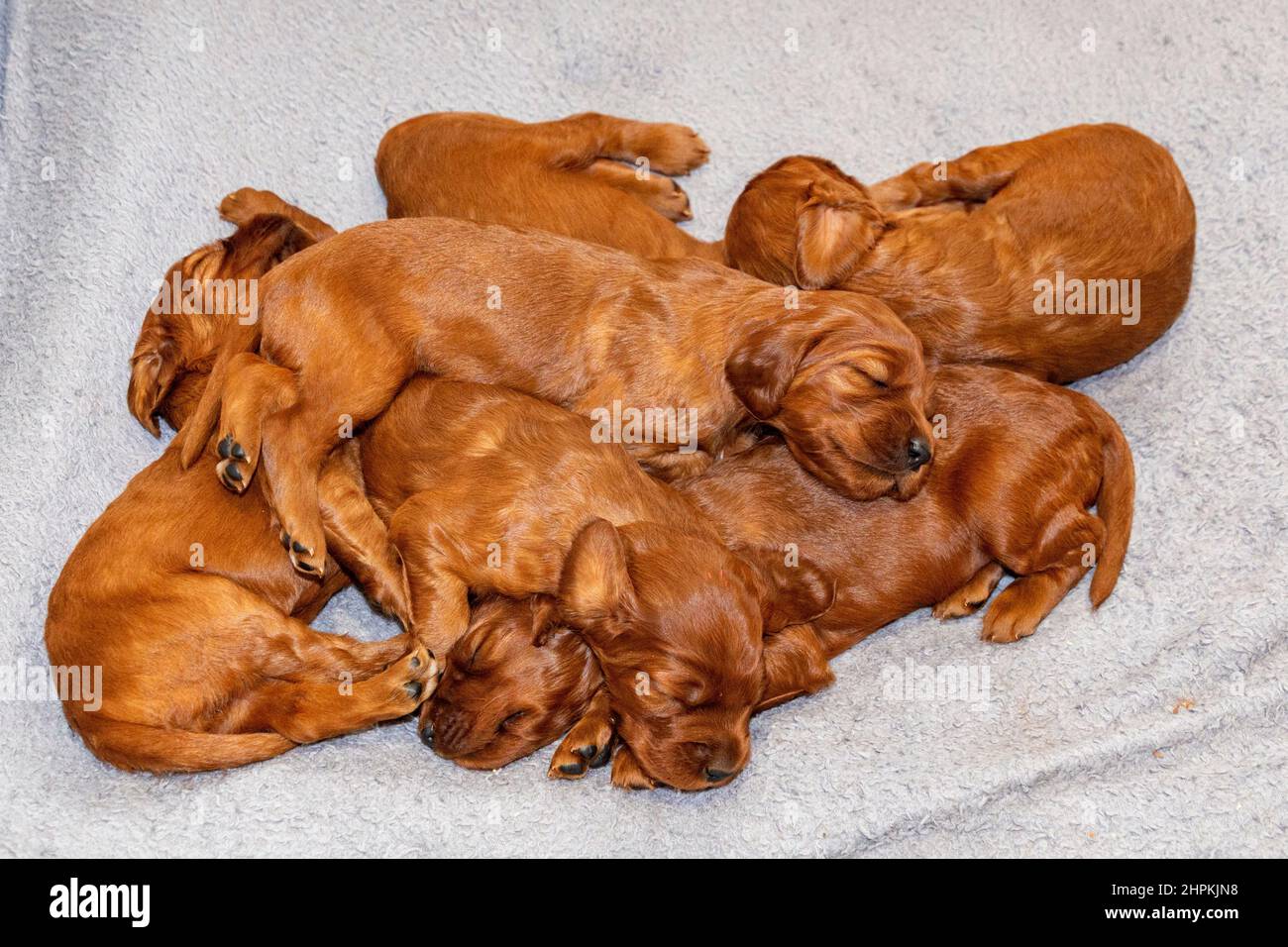 Two week old Irish Setter puppies in whelping box. Stock Photo