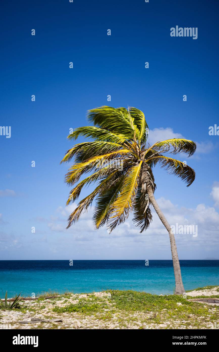 Palm tree on the blue sky and azure sea background Stock Photo - Alamy