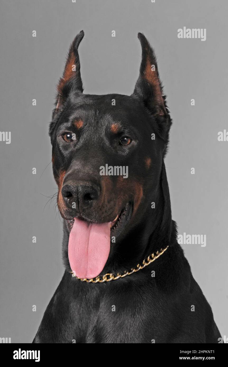 Indoor doberman hires stock photography and images Alamy