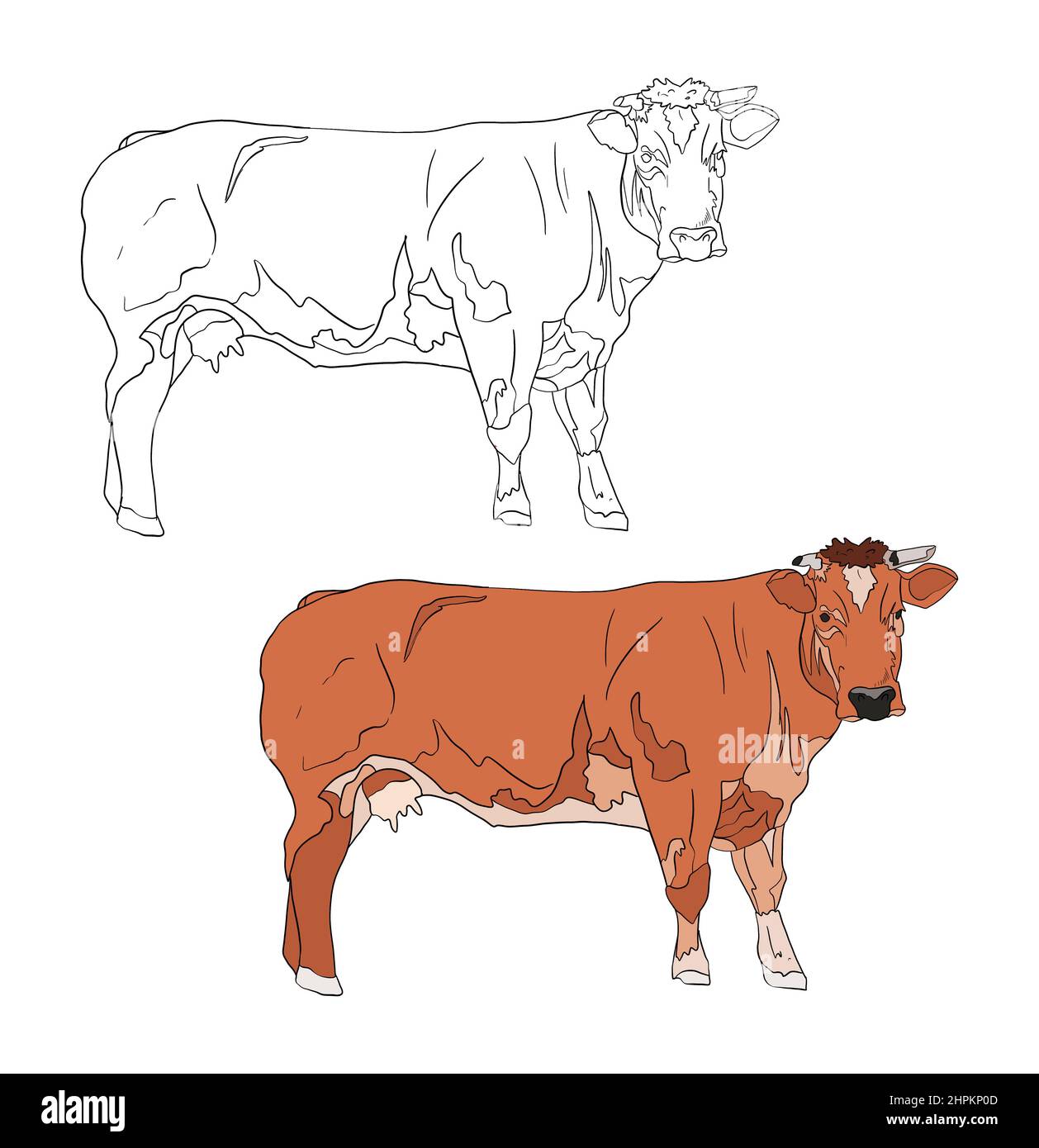 Illustration for a coloring book in color and black and white. Drawing of a cow on a white isolated background. High quality illustration Stock Photo