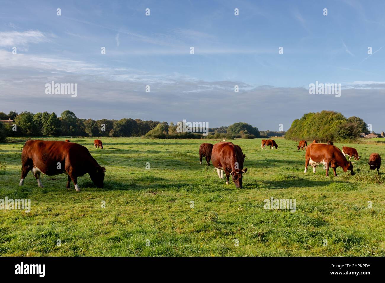 Dutch cows graze in the meadow, Almen, Gelderland, Netherlands Stock Photo