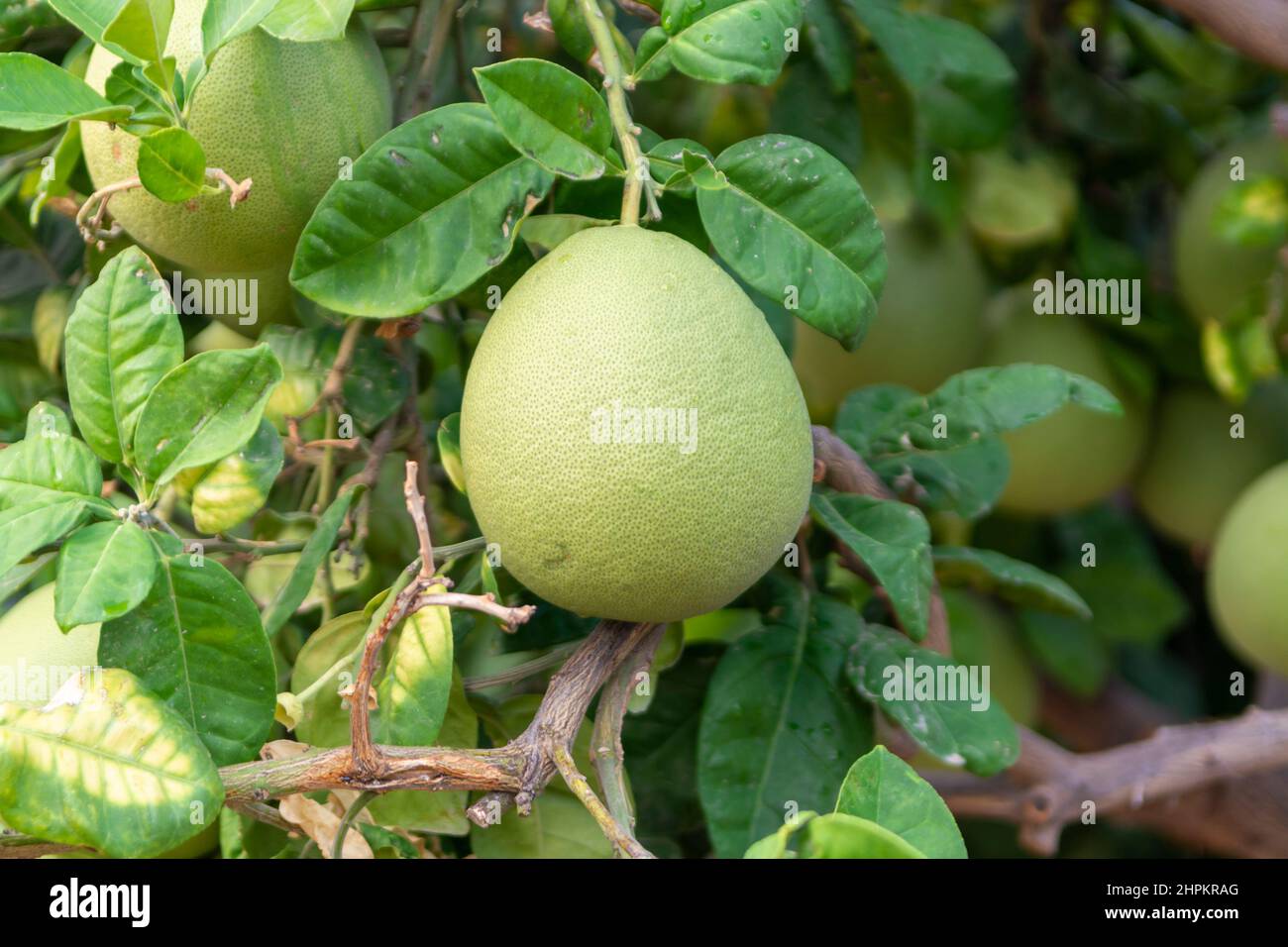 Big round pomelo tropical citrus fruits hanging on trees on pomelo