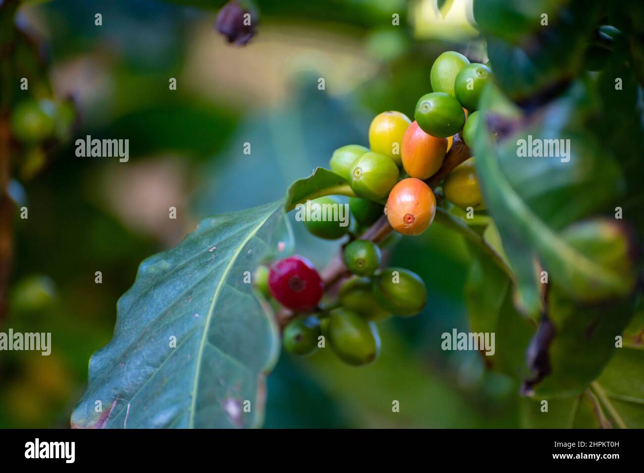 Arabica coffee tree with ripening coffee cherries berries on plantation