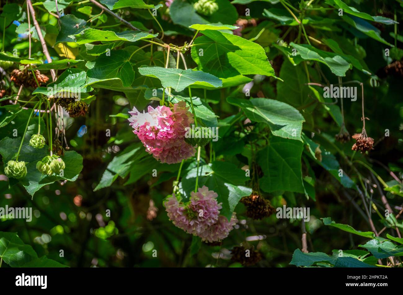 Pink snowballs of blossoming dombeya x cayeuxii tropical tree close up Stock Photo