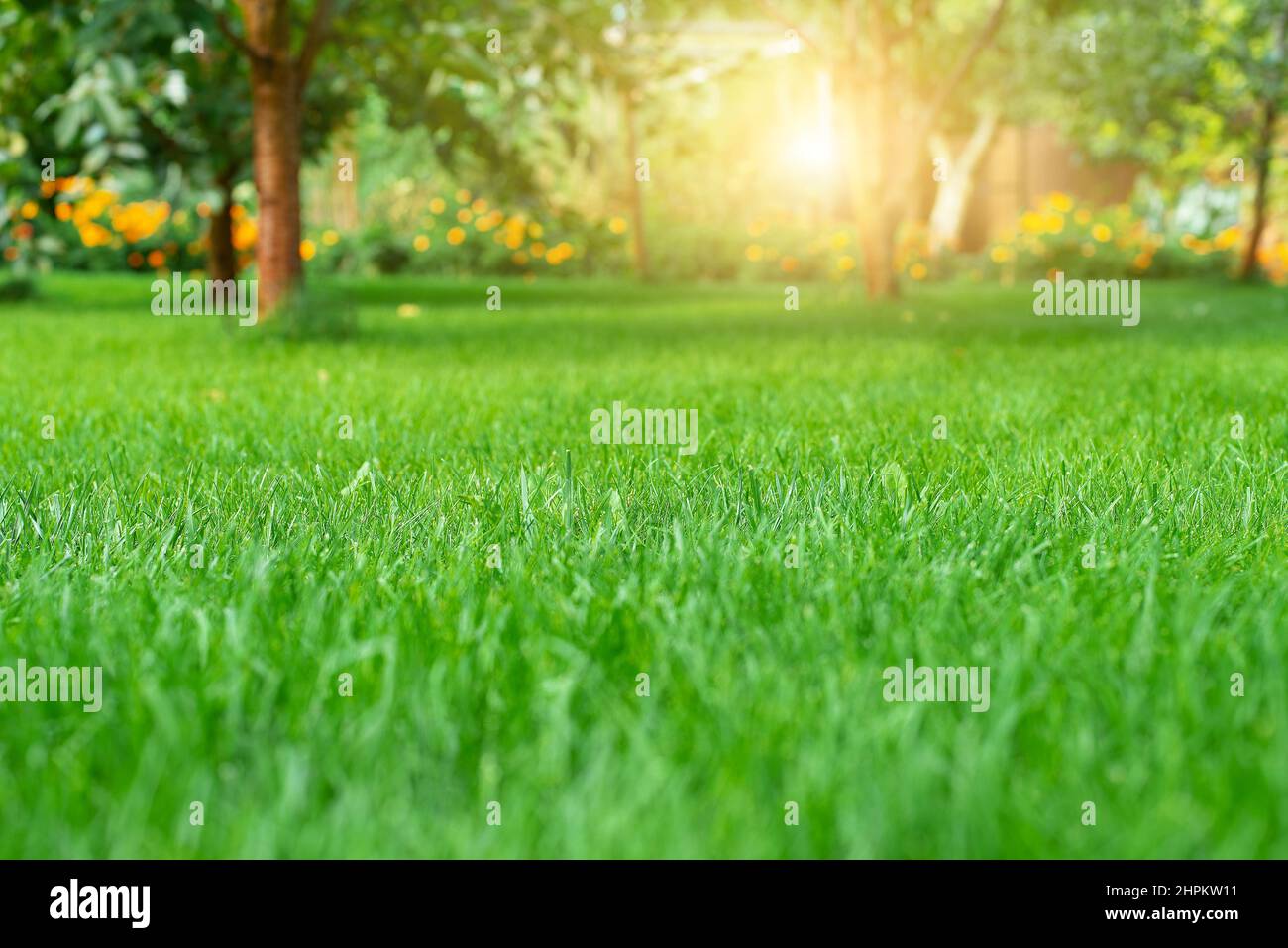 Mowed green backyard grass under trees closeup view Stock Photo Alamy