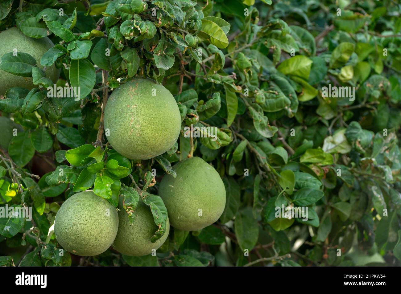 Big round pomelo tropical citrus fruits hanging on trees on pomelo