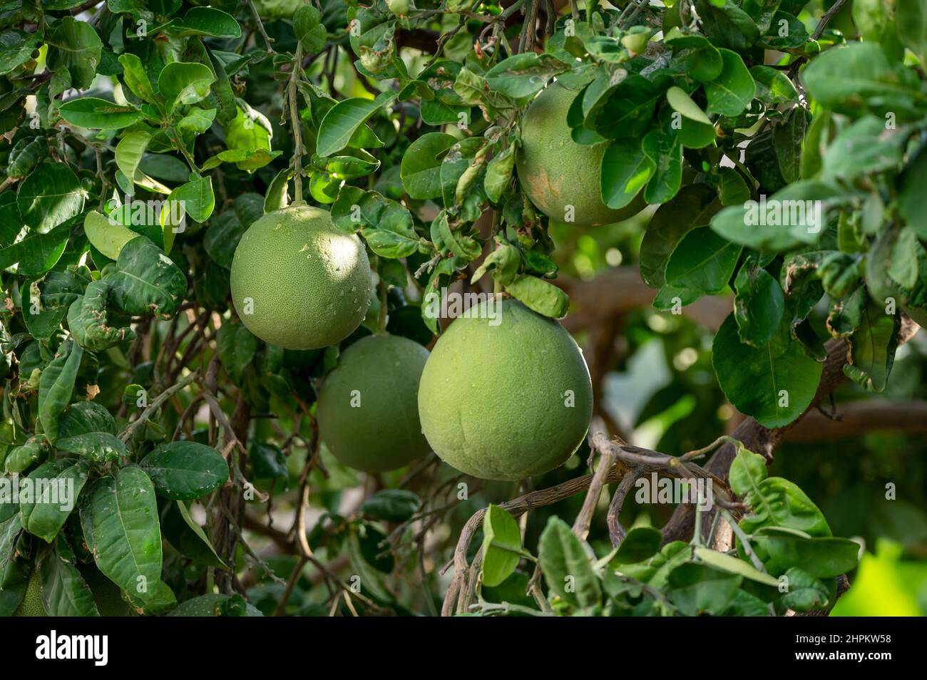 Big round pomelo tropical citrus fruits hanging on trees on pomelo