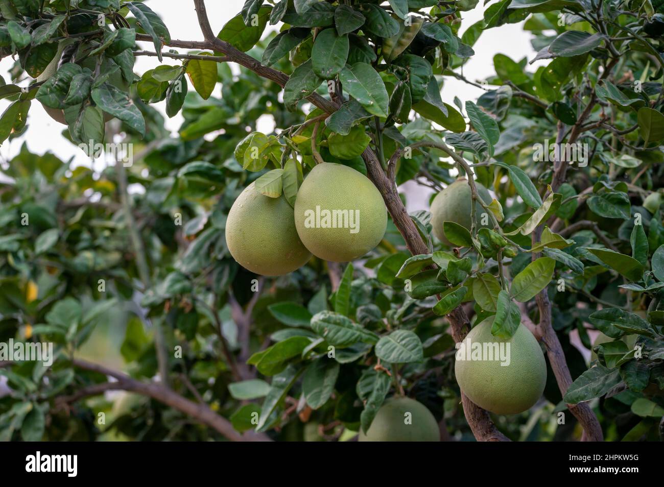 Big round pomelo tropical citrus fruits hanging on trees on pomelo