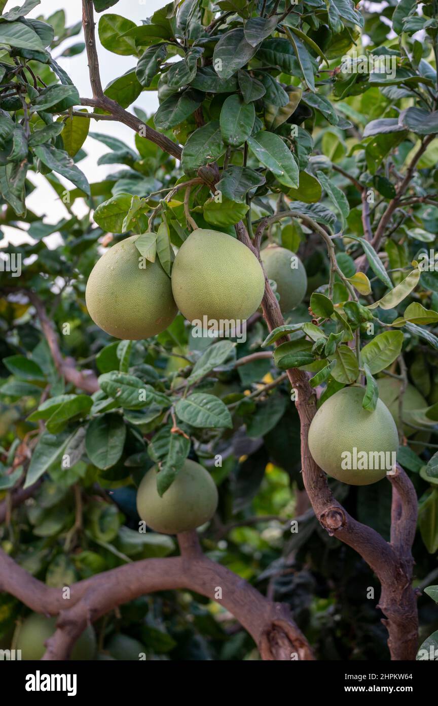 Big round pomelo tropical citrus fruits hanging on trees on pomelo