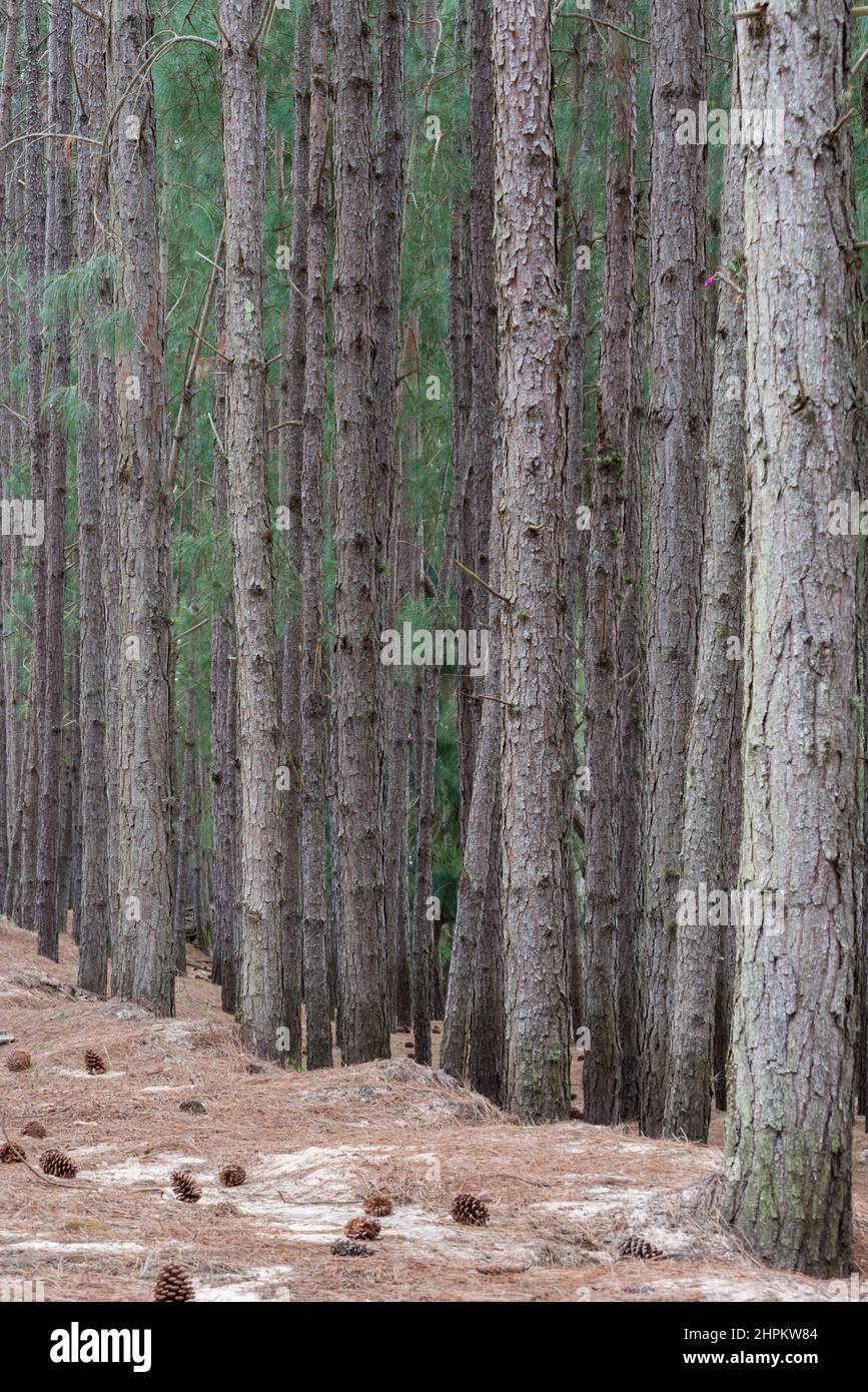 Details of the tree trunks in a pine forest, San Gregorio de Polanco, Tacuarembo, Uruguay Stock Photo