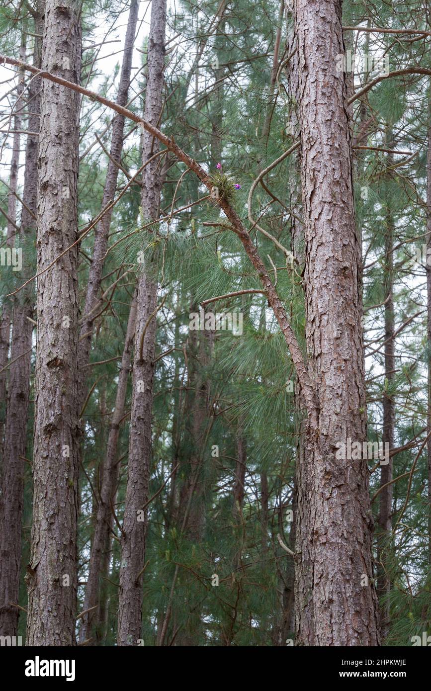 Details of the tree trunks in a pine forest, San Gregorio de Polanco, Tacuarembo, Uruguay Stock Photo