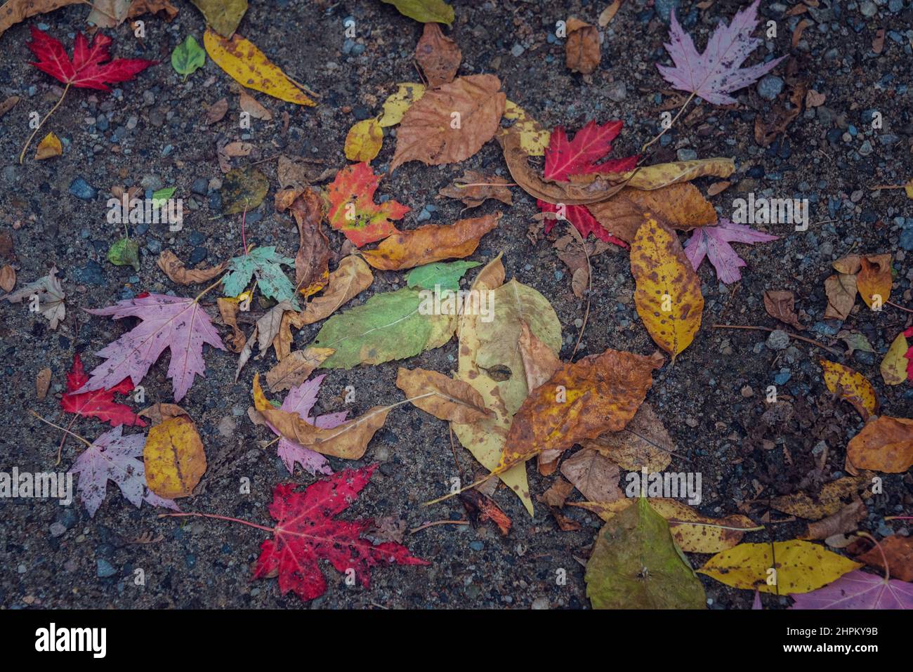Top view of colorful leaves fallen on the ground in autumn Stock Photo ...