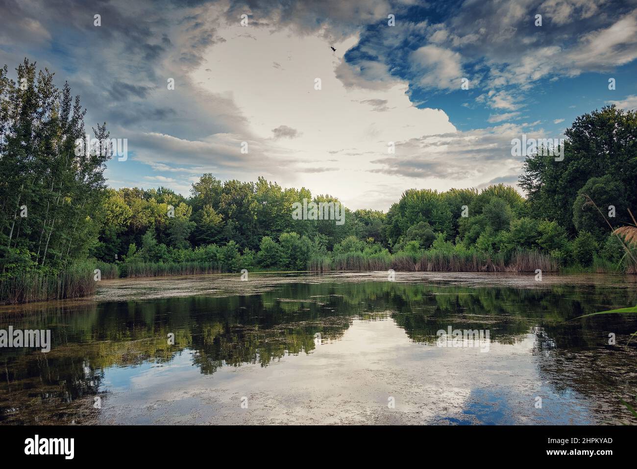 Scenic view of a lake in a forest surrounded by lush trees on cloudy ...