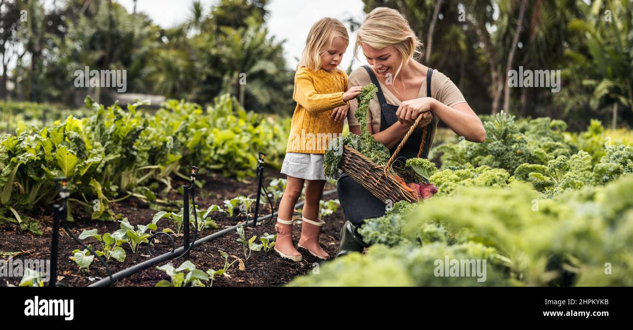 Smiling young mother gathering fresh kale with her daughter. Happy single mother picking fresh vegetables from an organic garden. Self-sustainable fam Stock Photo
