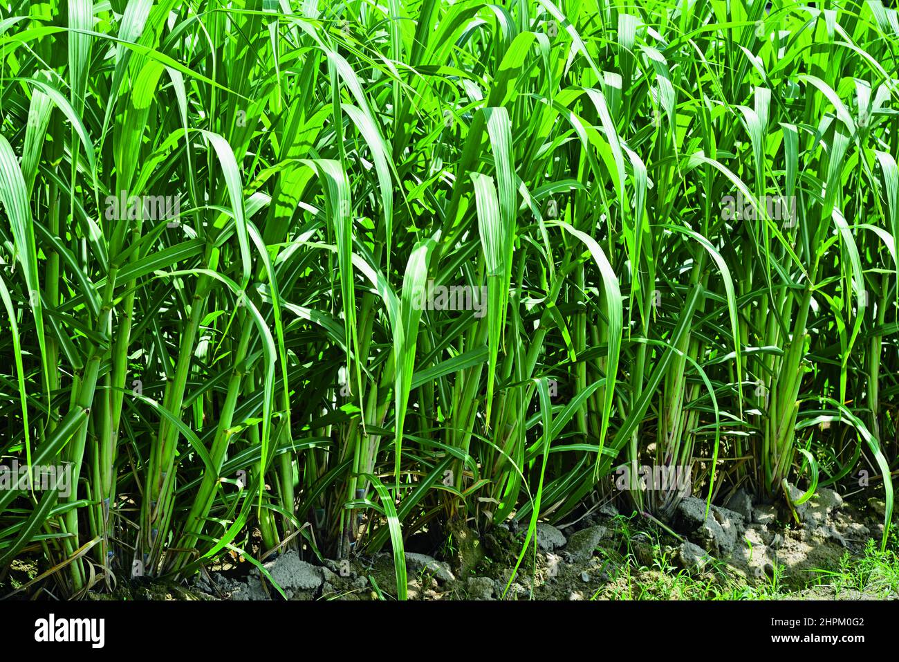 Green husk sugar cane Stock Photo Alamy