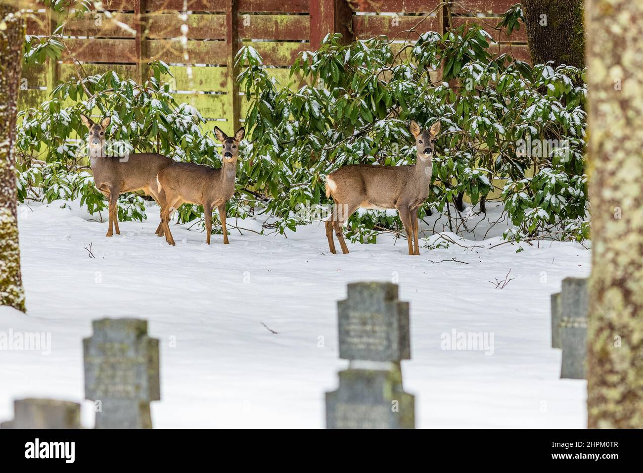 Three brown roe deer standing on white snow in a cemetery with stone crosses. Green bush and wooden fence in the background. Winter day at a cemetery. Stock Photo