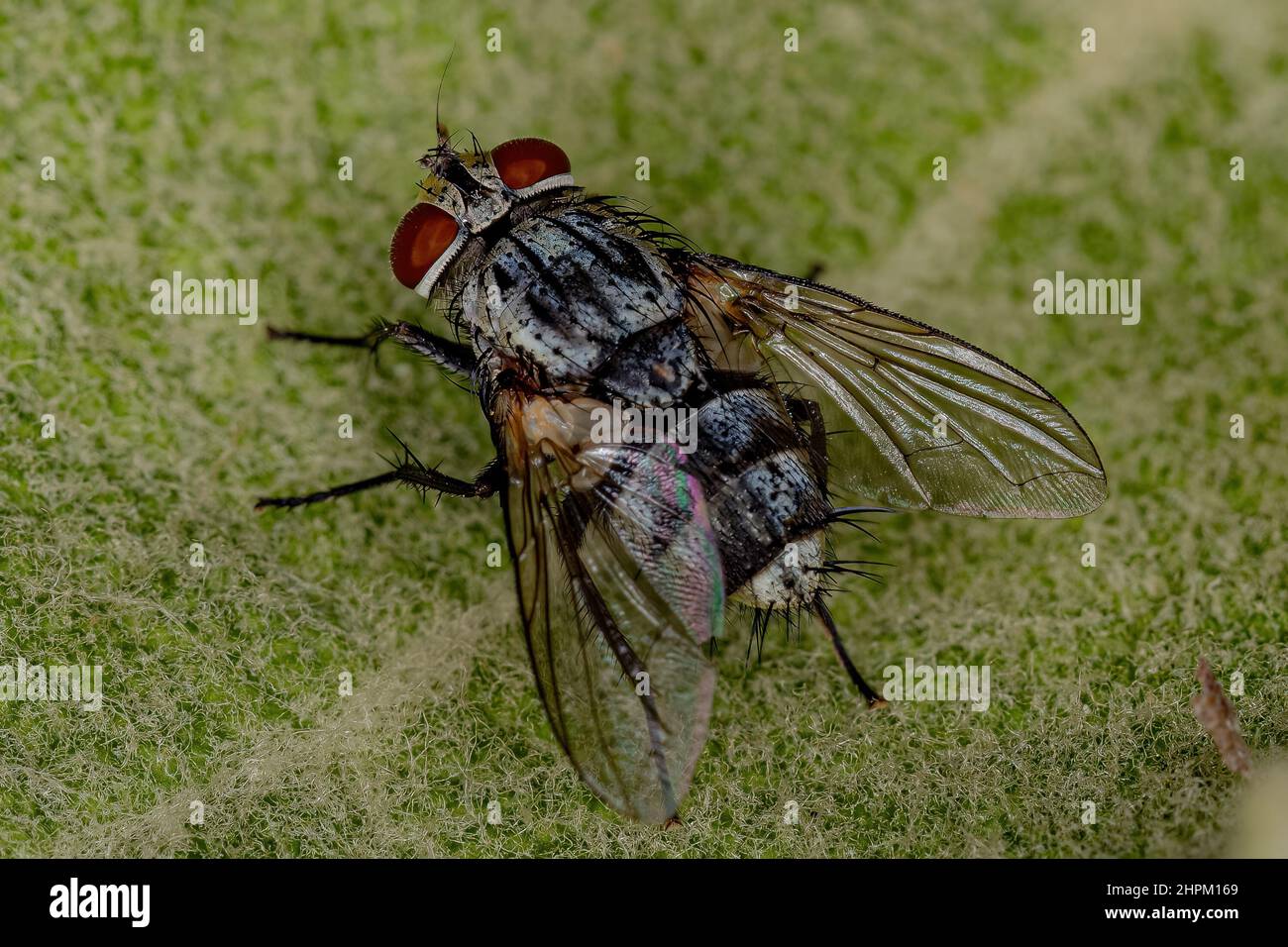 Adult Bristle Fly of the Family Tachinidae Stock Photo - Alamy