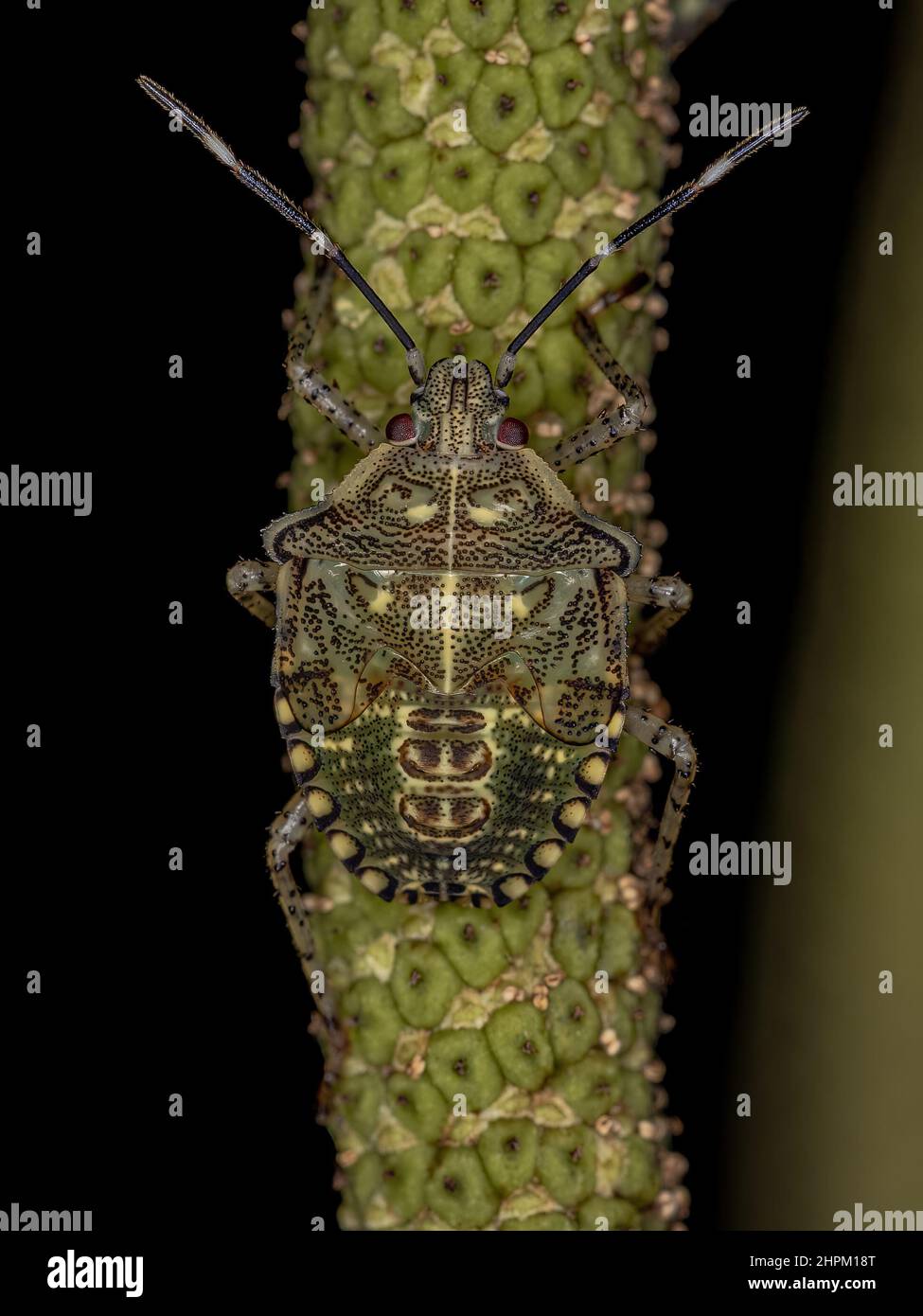 Sibaria hi res stock photography and images Alamy