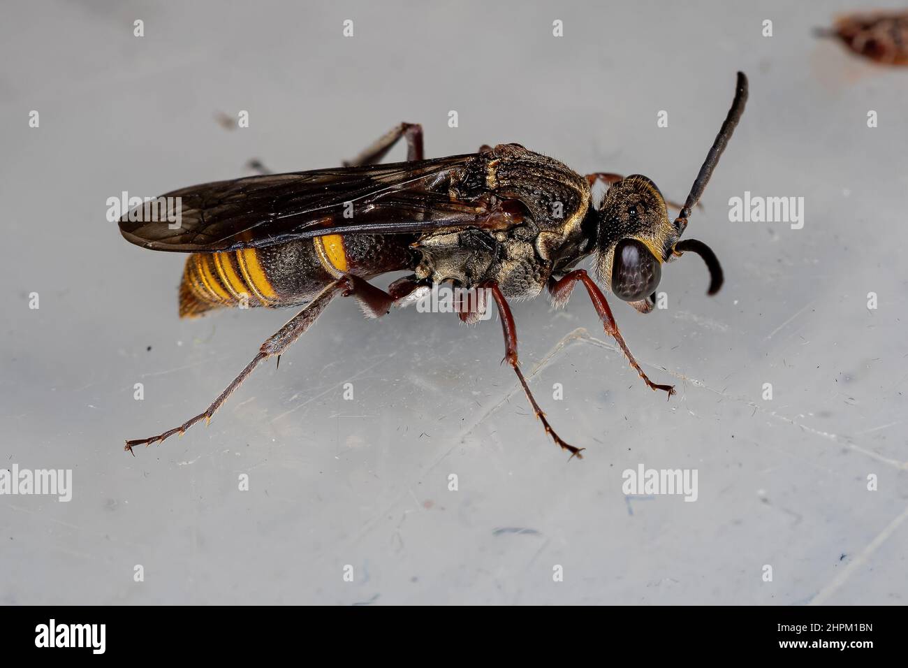 Small Adult Wasp of the Family Crabronidae Stock Photo