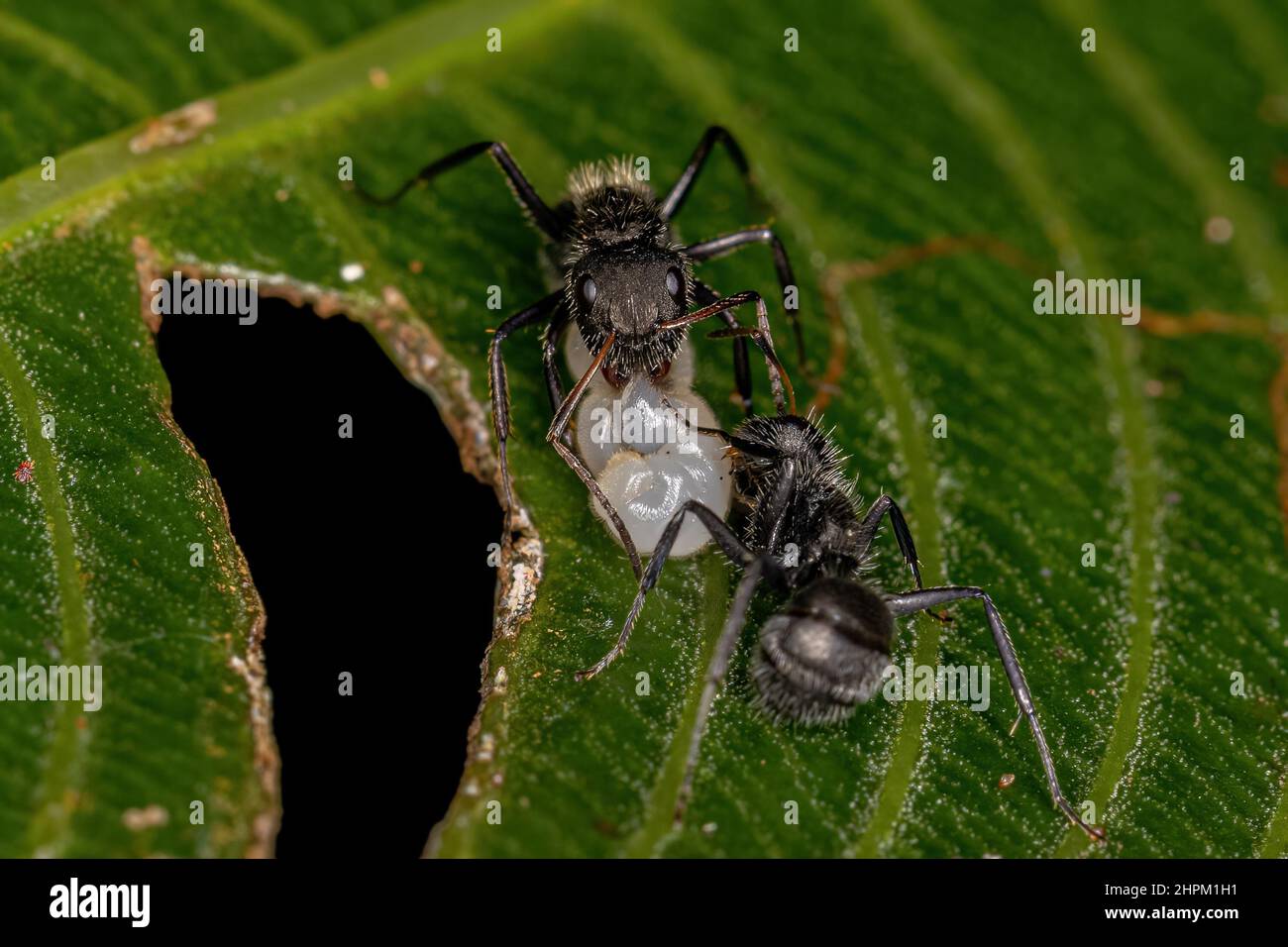 Adult Female Carpenter Ants of the genus Camponotus preying on a larvae