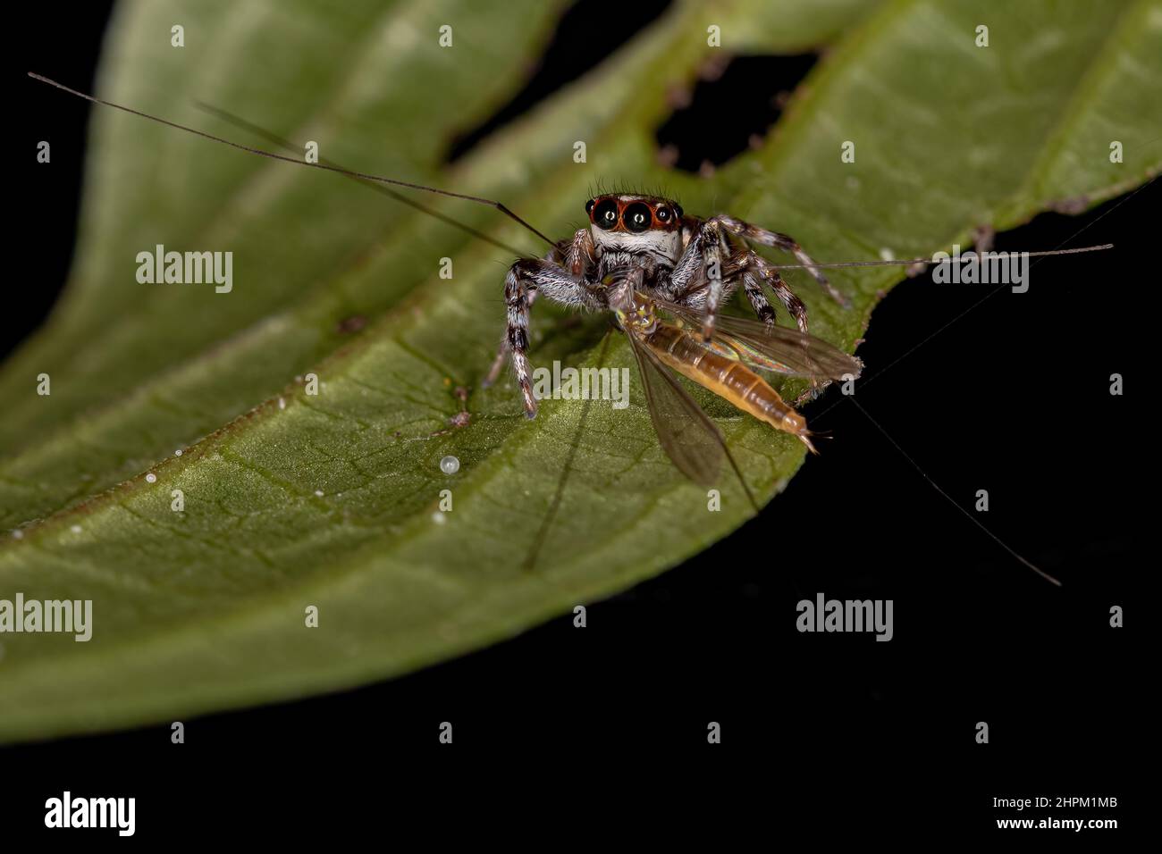 Small Jumping Spider of the species Philira micans preying on a fly Stock Photo