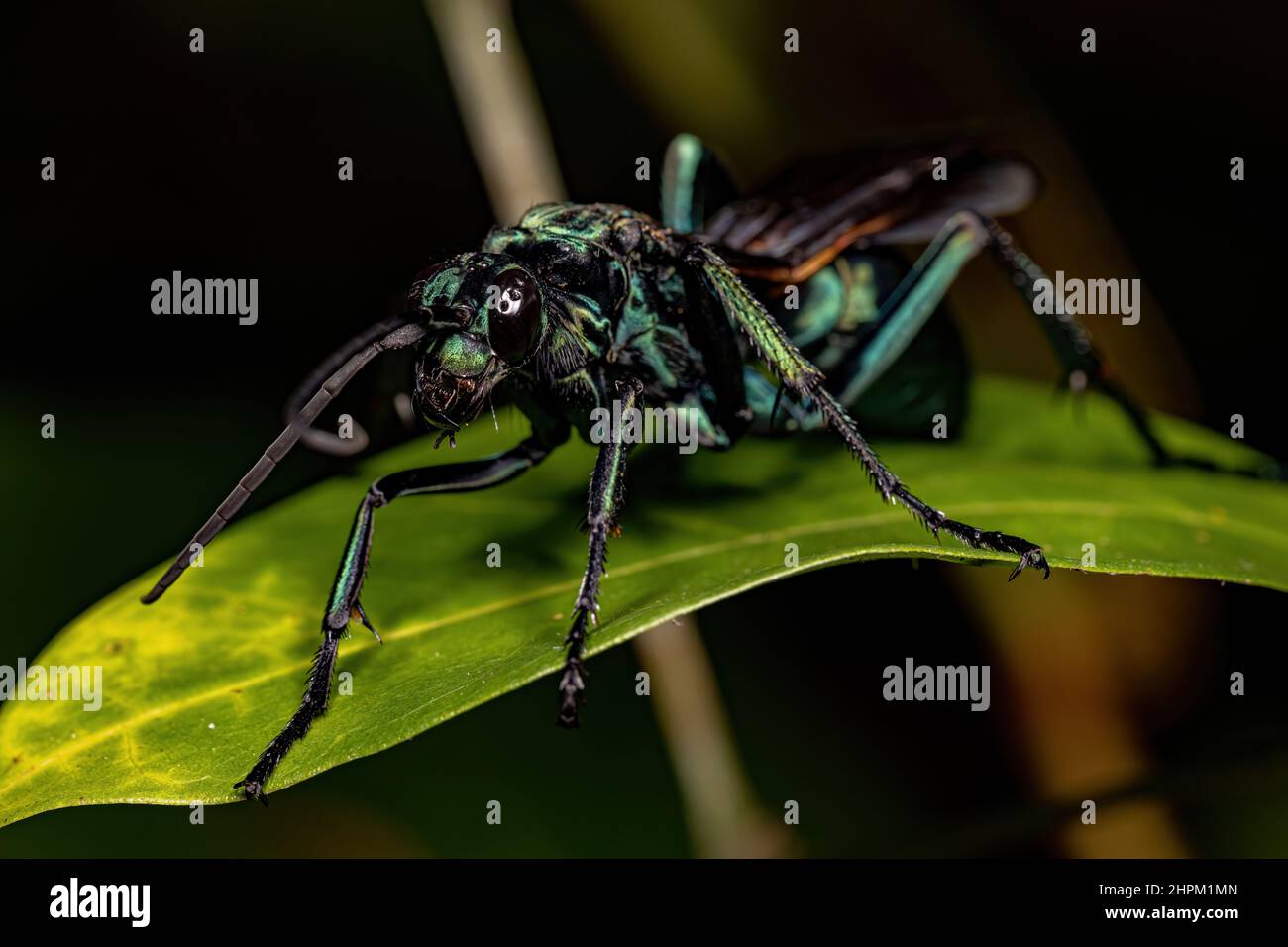 Adult Tarantula-hawk Wasp of the Genus Pepsis Stock Photo