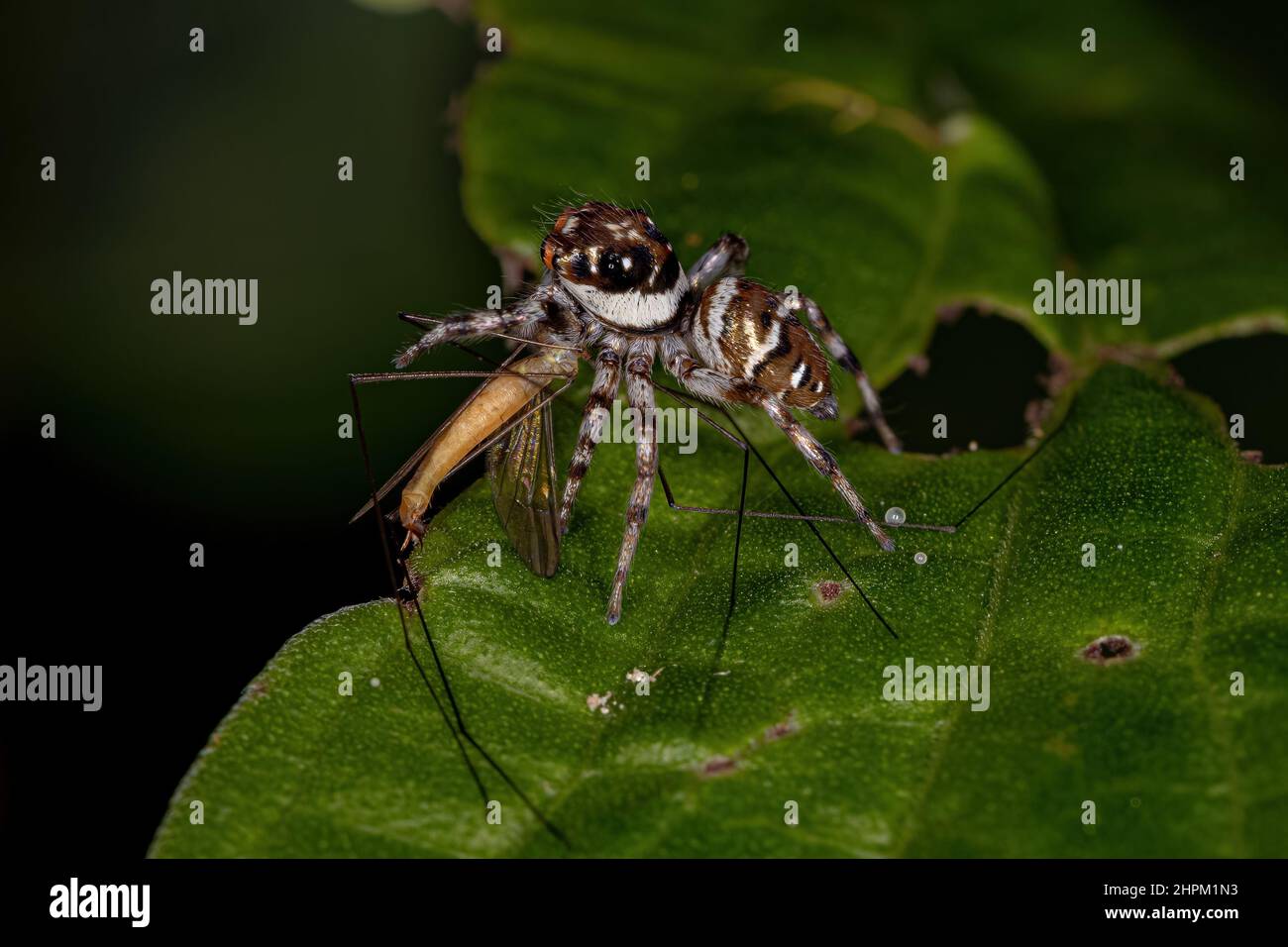 Small Jumping Spider of the species Philira micans preying on a fly Stock Photo