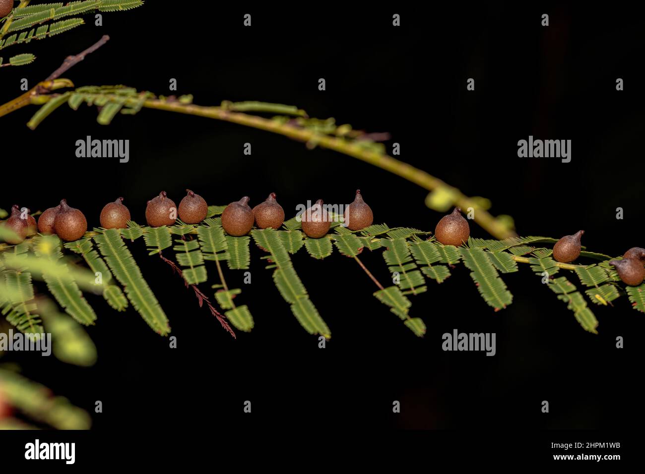 galls on a leaf of a dicotyledonous tree Stock Photo