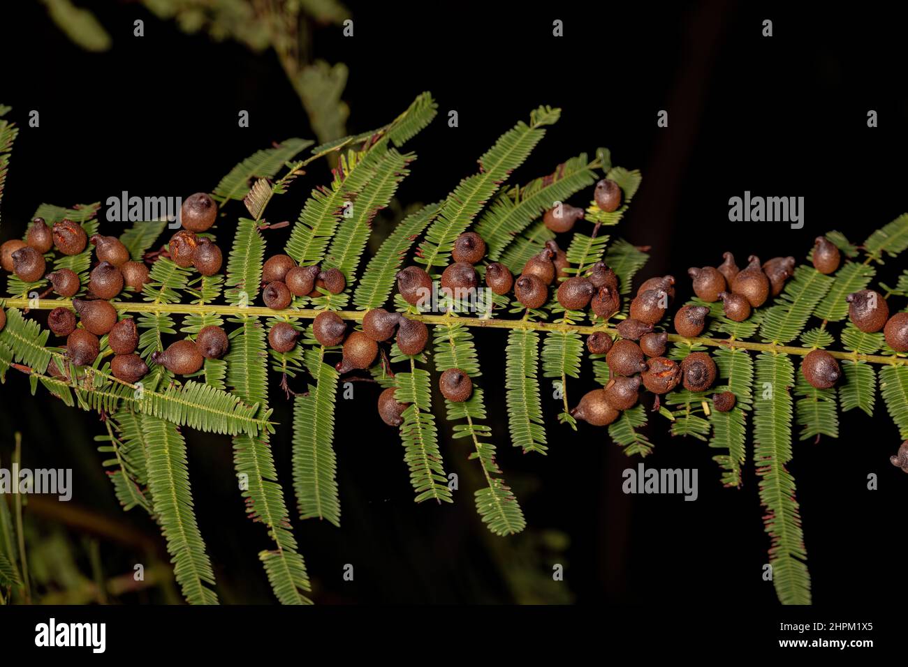 galls on a leaf of a dicotyledonous tree Stock Photo