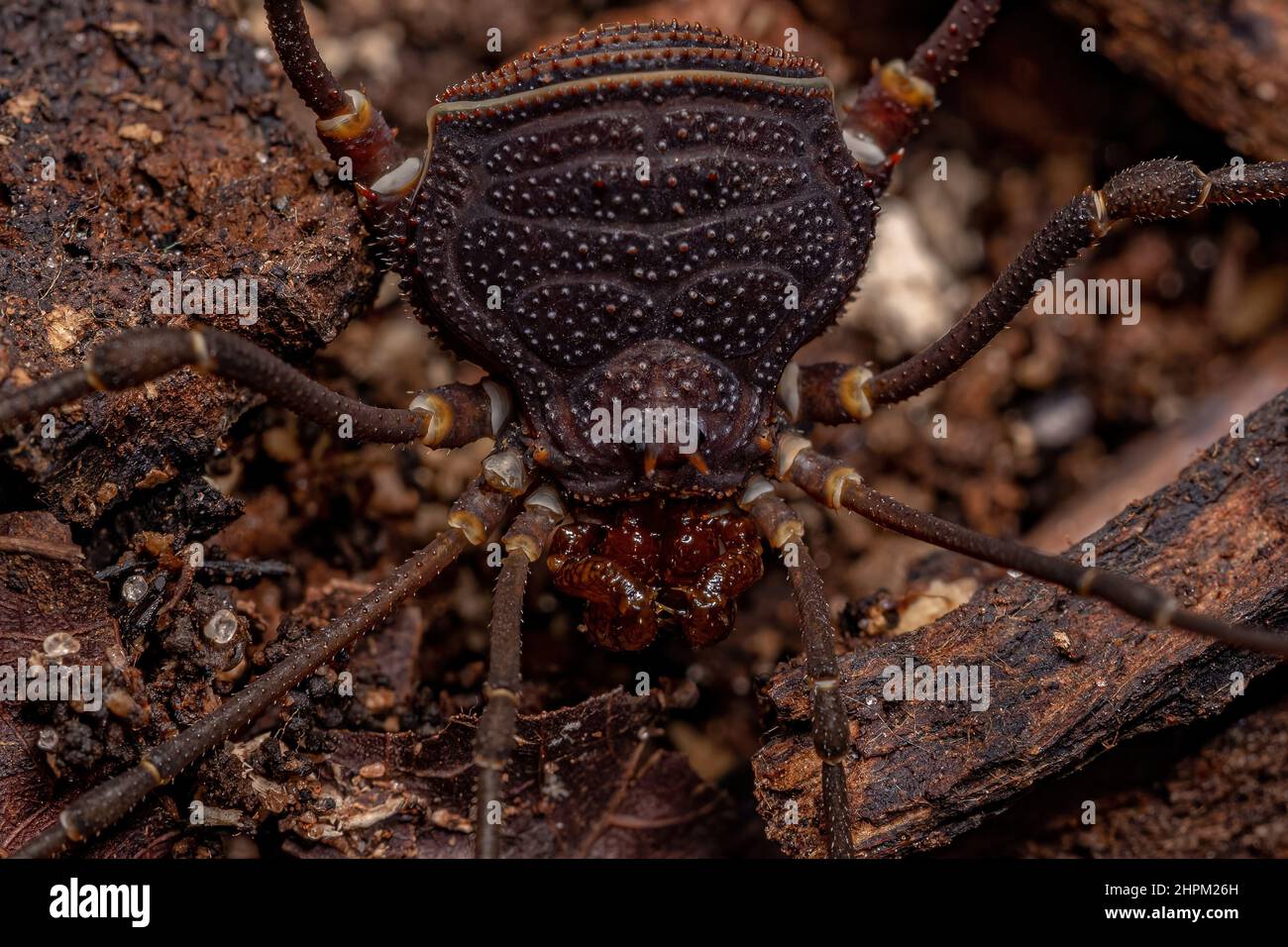 Adult Gonyleptid Harvestmen of the Genus Discocyrtanus Stock Photo