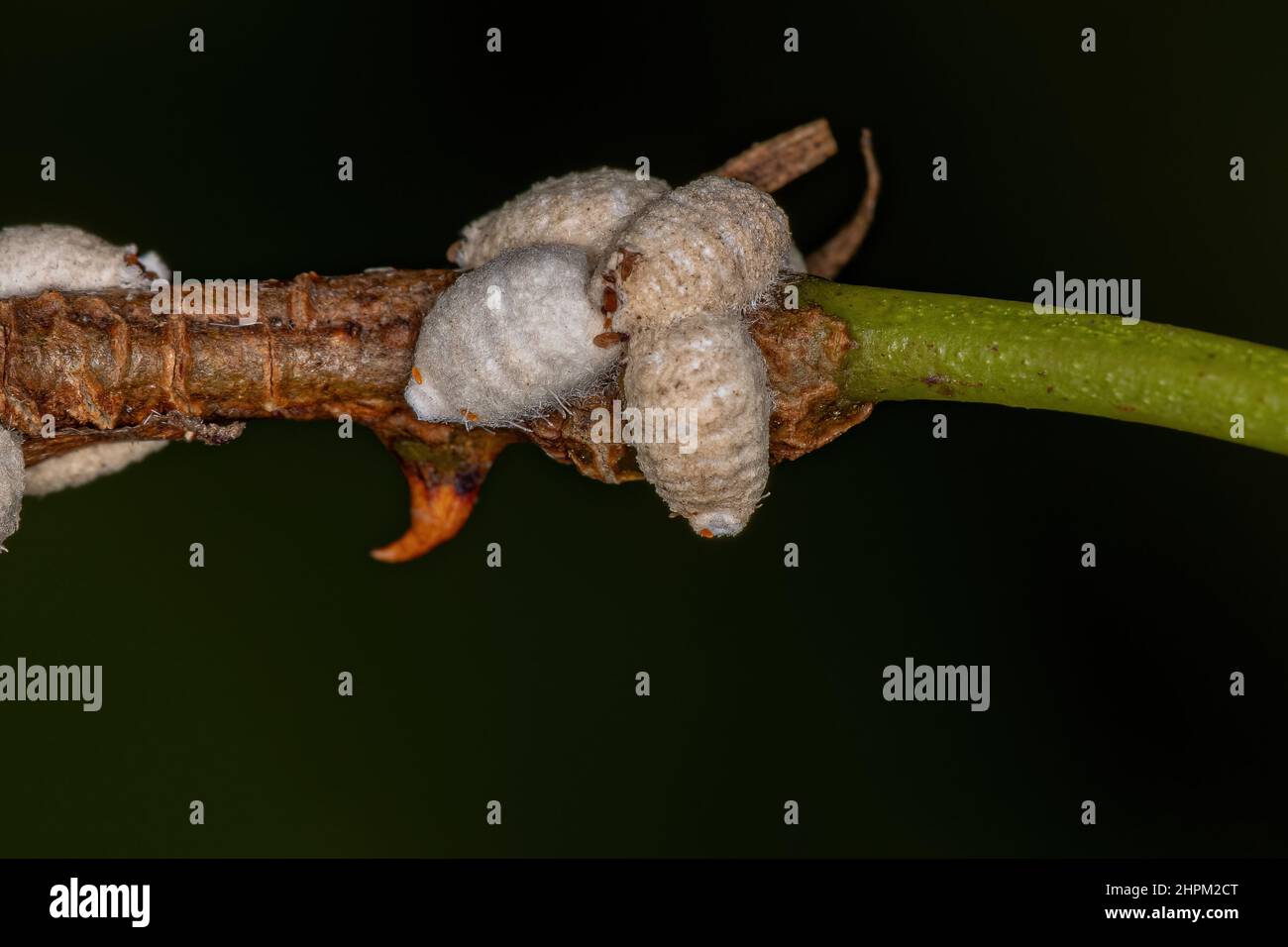 White Scale Insects of the Superfamily Coccoidea Stock Photo