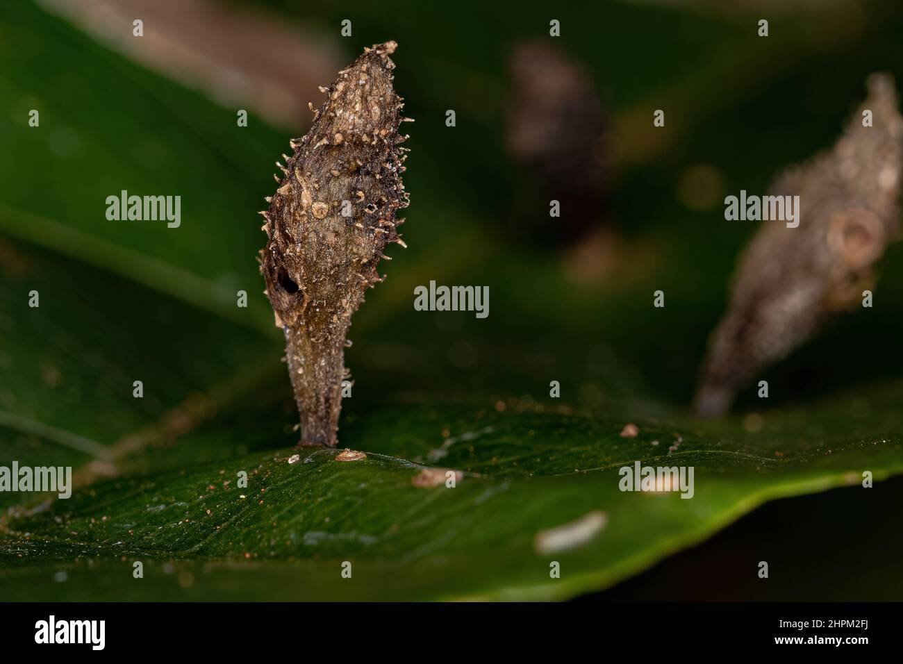 galls on a leaf of a dicotyledonous tree Stock Photo