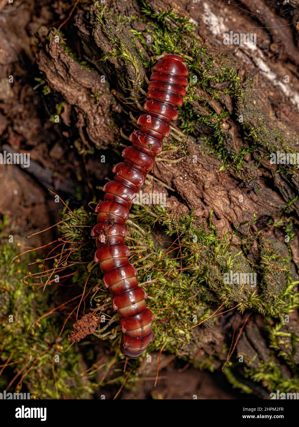 Red Flat-backed Millipede of the Family Chelodesmidae Stock Photo