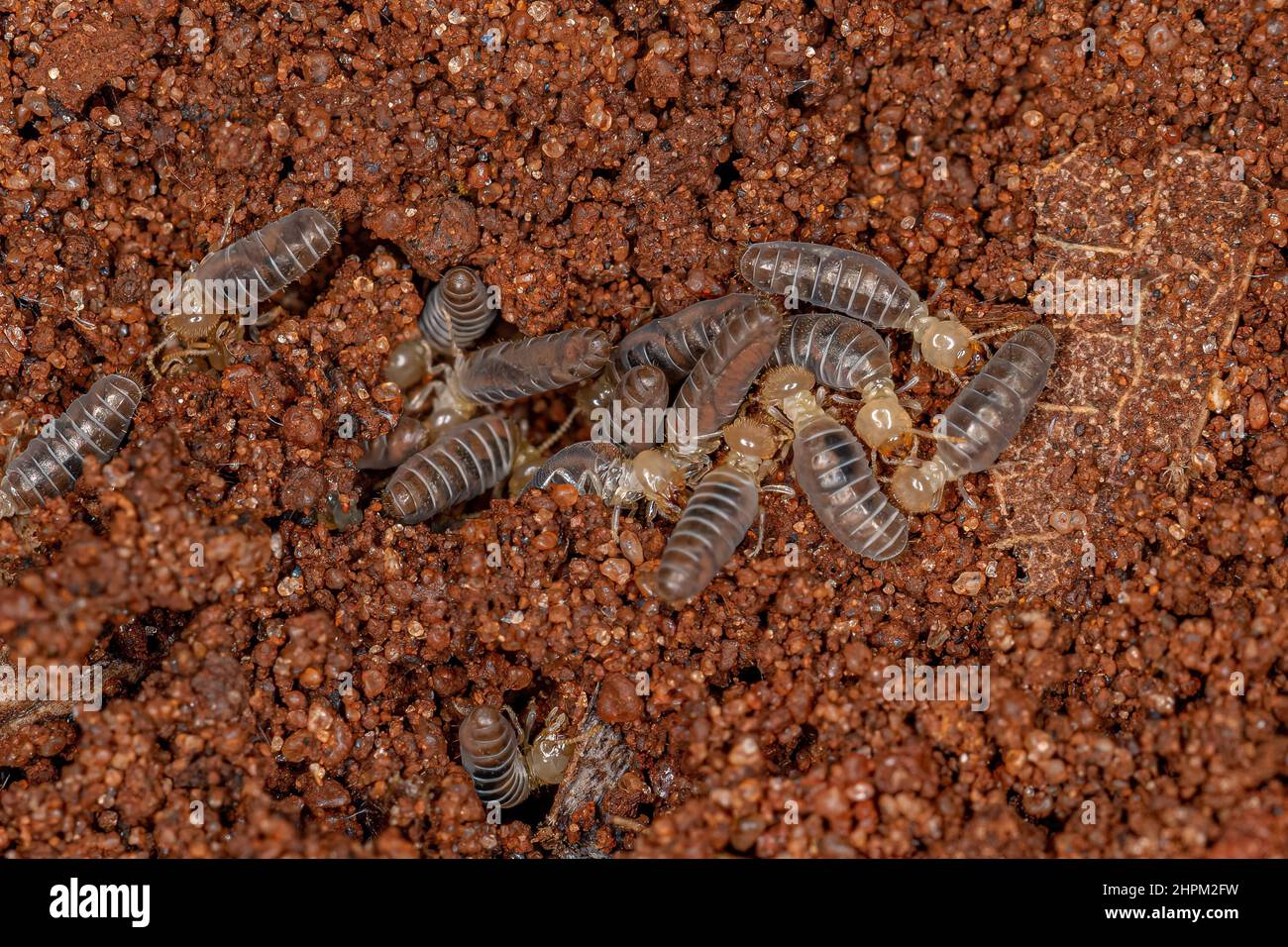 Small Higher Termites of the Family Termitidae Stock Photo - Alamy