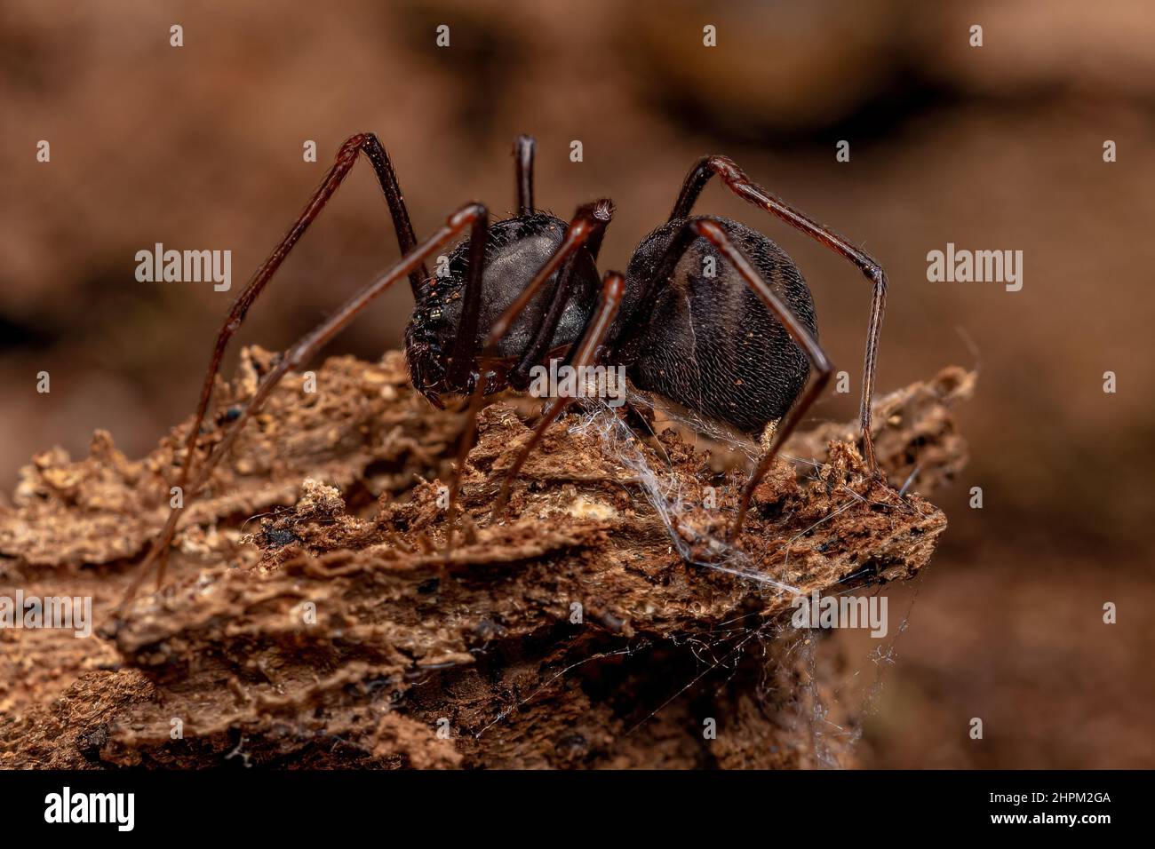 Brown spitting spider scytodes fusca hires stock photography and