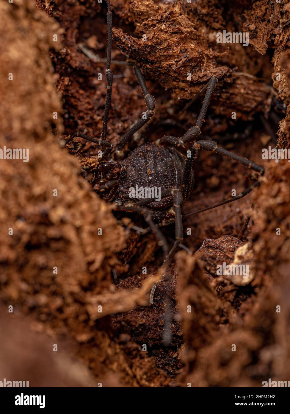 Adult Gonyleptid Harvestmen of the Genus Discocyrtanus Stock Photo