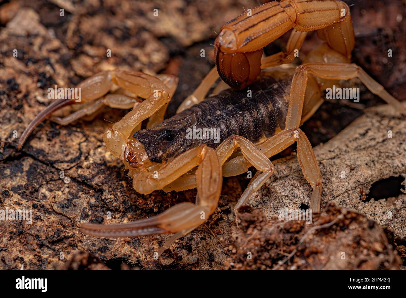 Adult Female Brazilian Yellow Scorpion of the species Tityus serrulatus Stock Photo