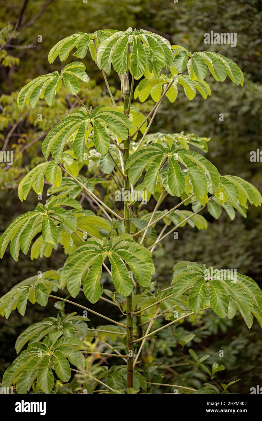 Trumpet Tree Leaves of the Genus Cecropia Stock Photo