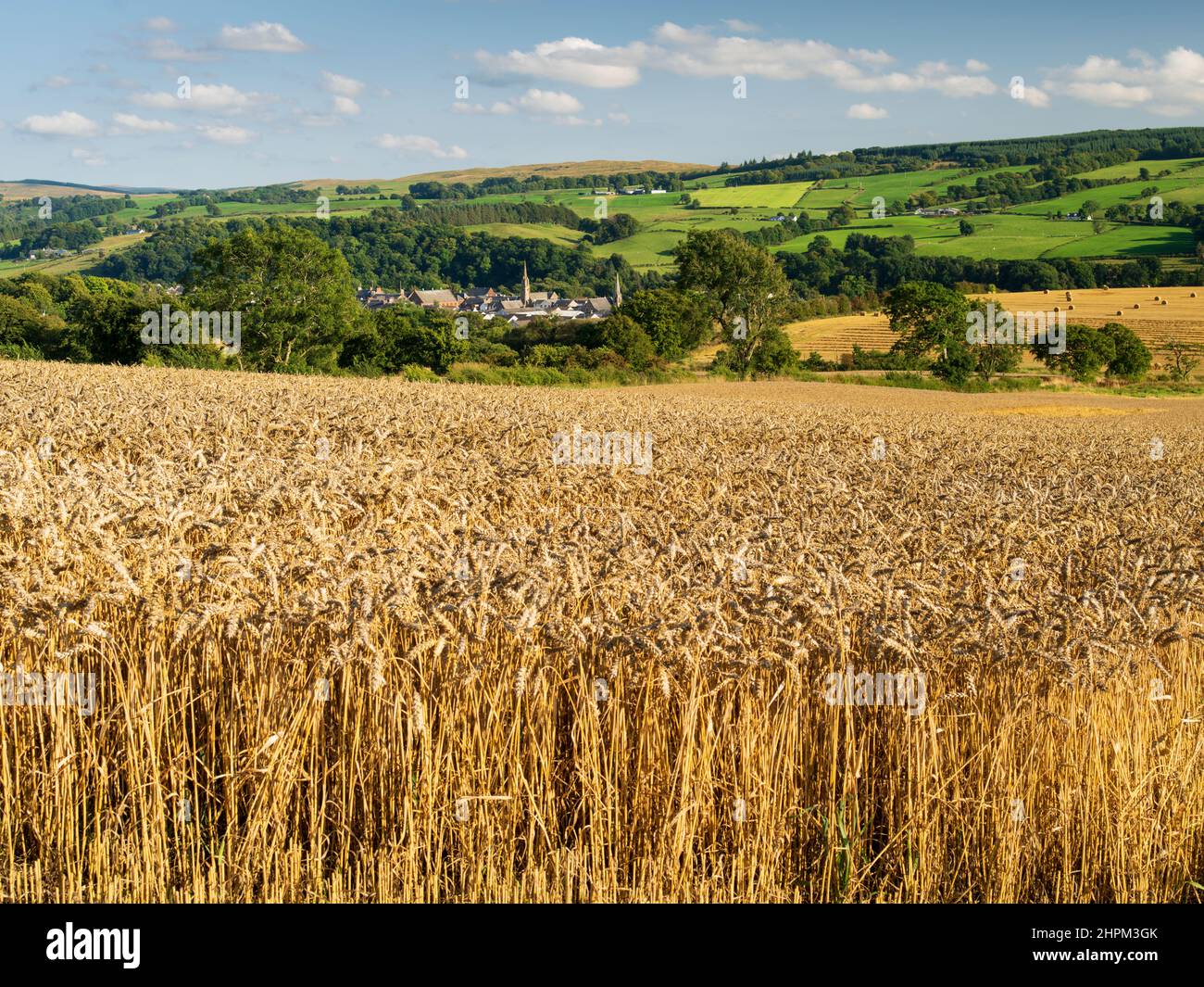 A view overlooking the former lace town of Darvel in East Ayrshire, Scotland, with a field of ripe wheat in the foreground. Stock Photo