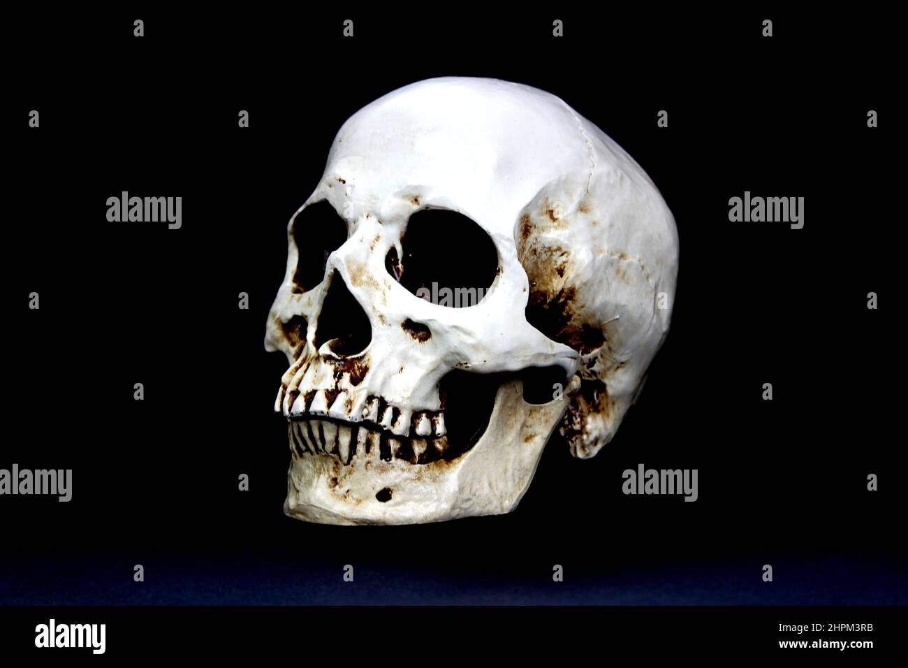 Brain skull hi-res stock photography and images - Alamy