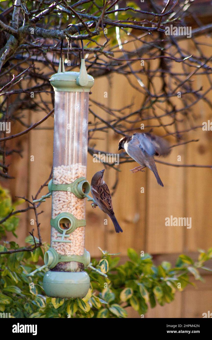 Common House Sparrows (Passer domesticus) eating meal worms Oxfordshire