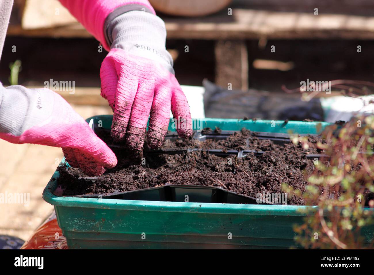Planting seeds in trays with Compost to go in Propagator Oxfordshire