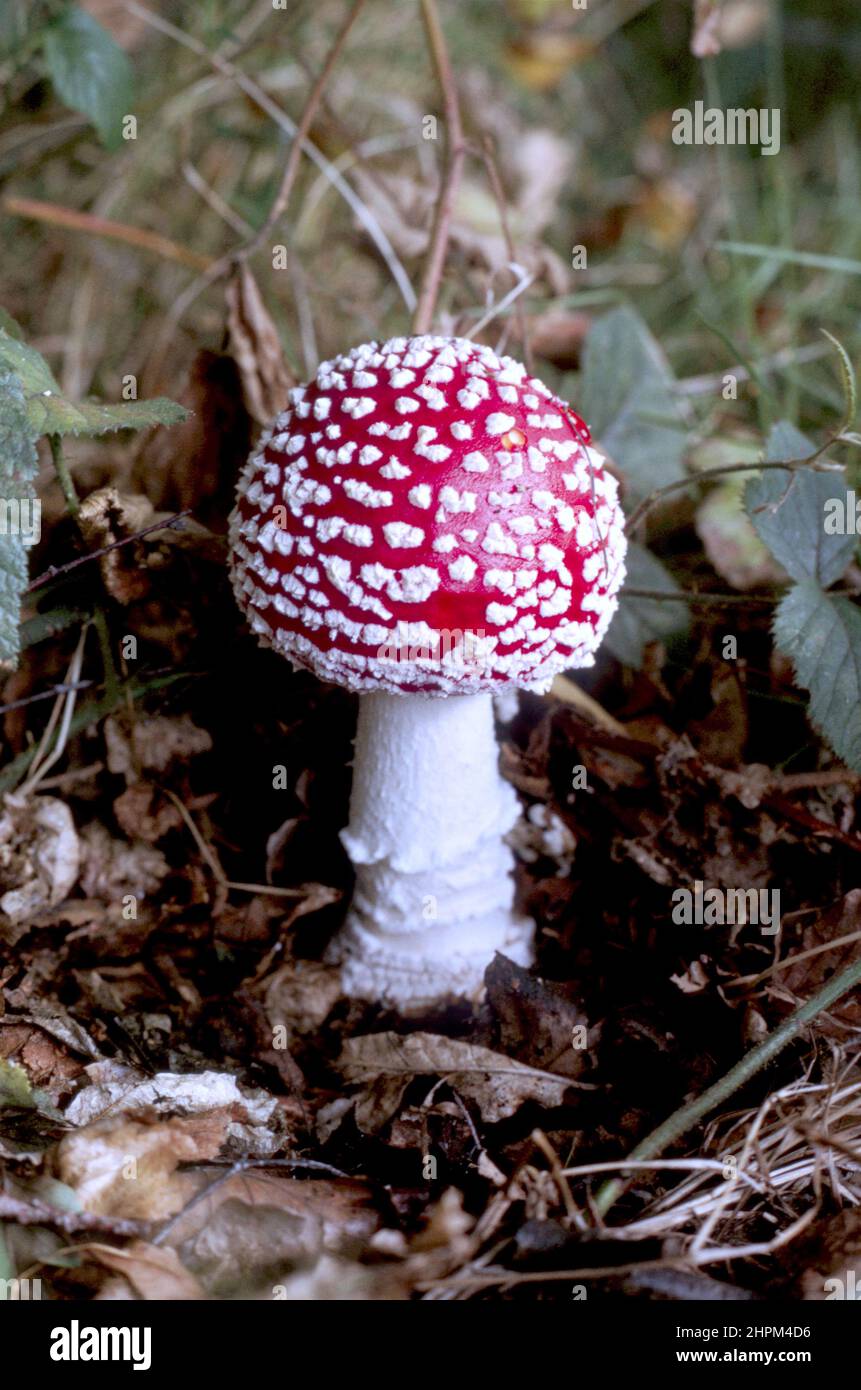 Single Amanita muscaria, commonly known as the fly agaric or fly amanita fungi Stock Photo
