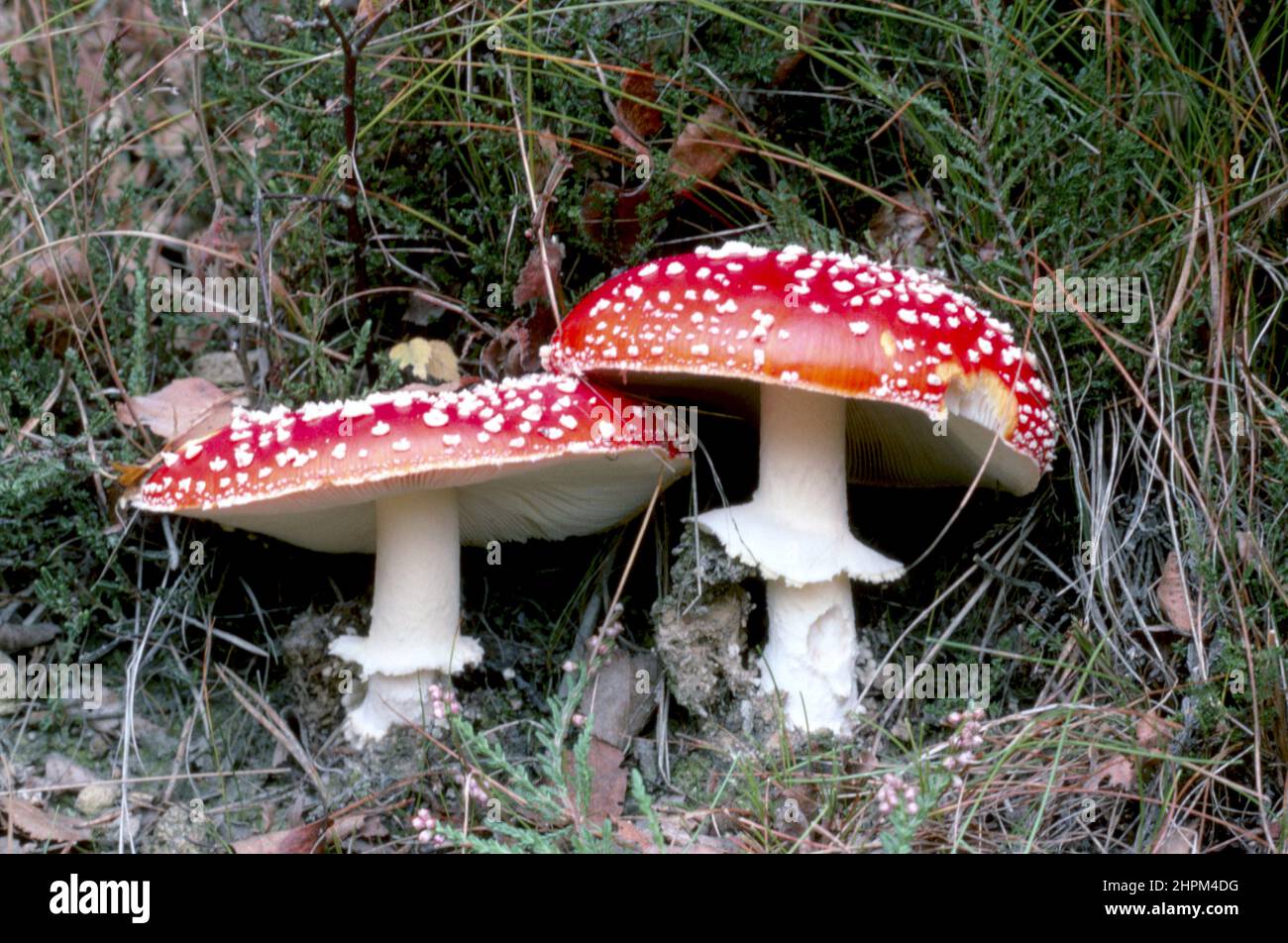 Amanita muscaria, commonly known as the fly agaric or fly amanita fungi. Wild poisonous mushrooms Stock Photo