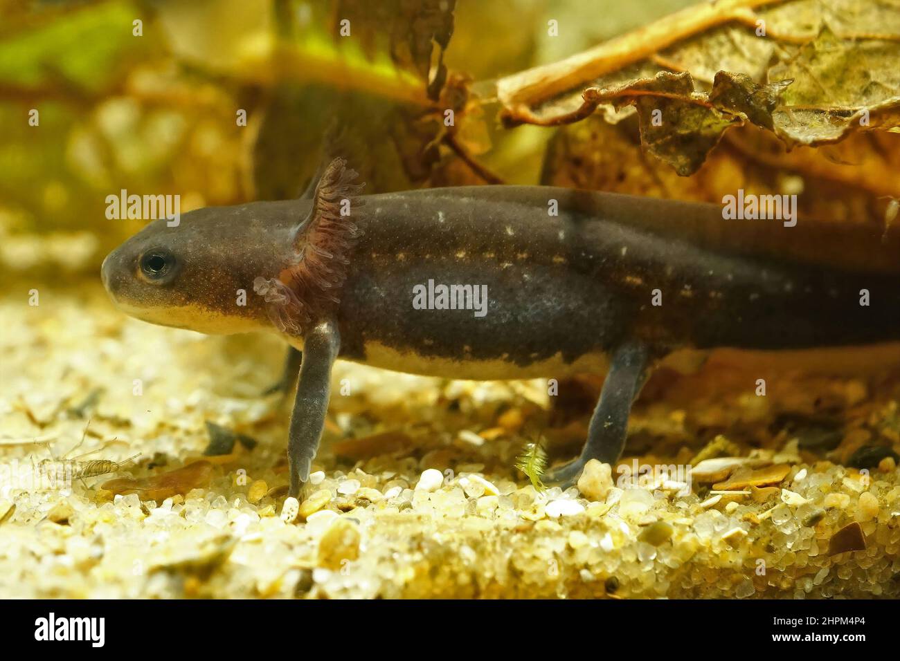 Closeup on a larvae of the Chinese firebellied newt, Cynops orientalis Stock Photo