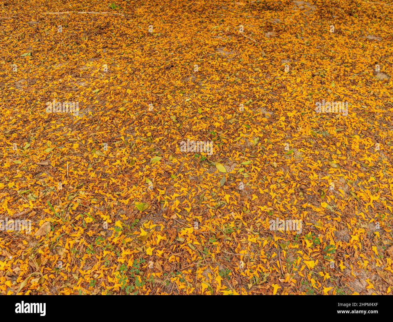 Yellow Leaves on the Ground Stock Photo - Alamy