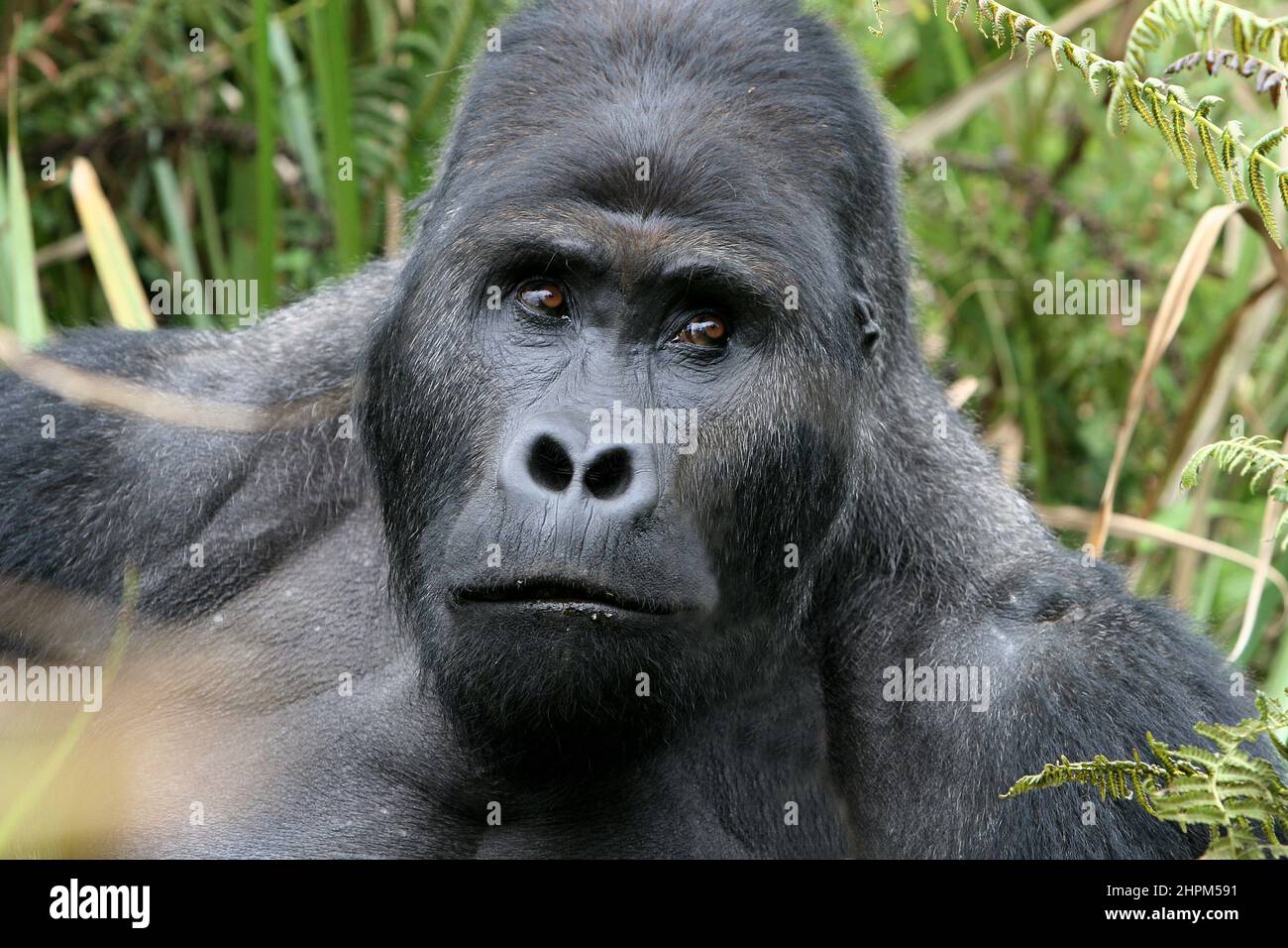 Carlos Schuler, rescuer of lowland gorillas near Bukavu, Kivu, Congo.  Without Carlos Schuler, head of Biega National Park near Bukavu on Lake Kivu in eastern Congo, there would be no gorillas left. The Swiss park director negotiated with the warring parties again and again to save the animals, risking his life. The population of the animals has recovered since the war, also because he trained former poachers to become rangers. For the 400 elephants, however, there was no rescue. Stock Photo