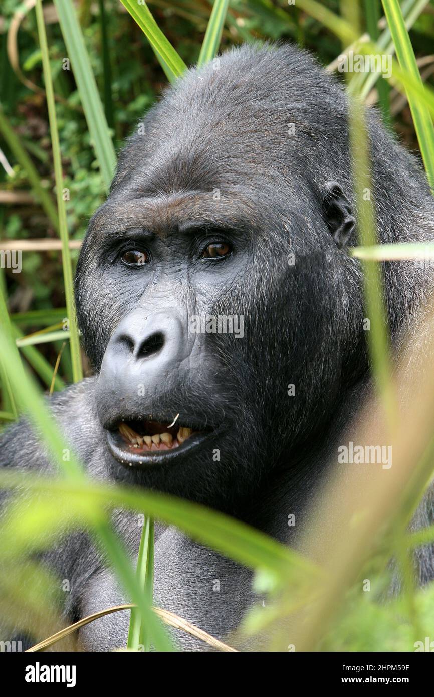 Carlos Schuler, rescuer of lowland gorillas near Bukavu, Kivu, Congo.  Without Carlos Schuler, head of Biega National Park near Bukavu on Lake Kivu in eastern Congo, there would be no gorillas left. The Swiss park director negotiated with the warring parties again and again to save the animals, risking his life. The population of the animals has recovered since the war, also because he trained former poachers to become rangers. For the 400 elephants, however, there was no rescue. Stock Photo