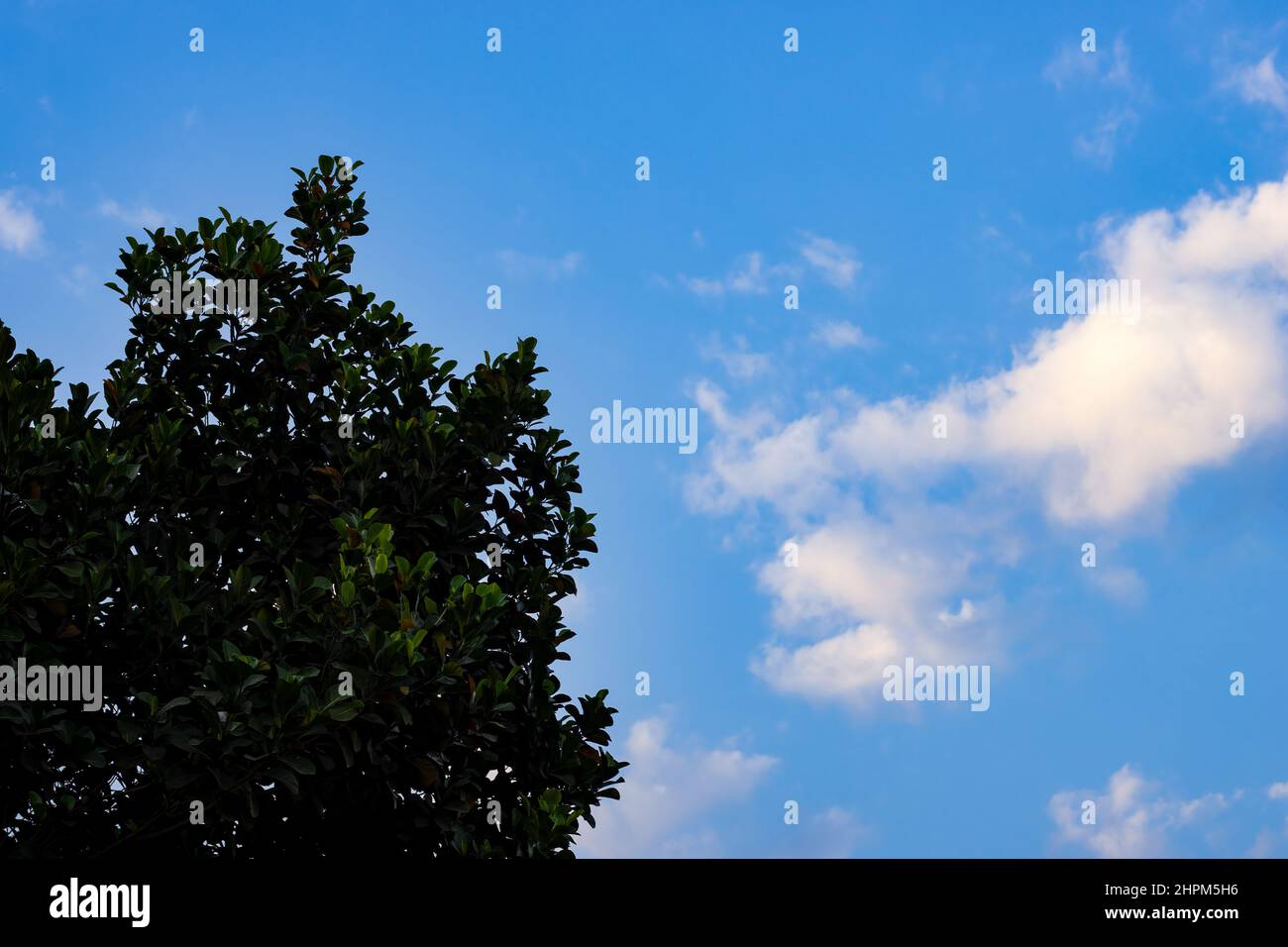 Beautiful blue sunny sky with white clouds on the tree Stock Photo - Alamy